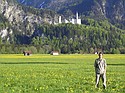 Castelul Neuschwanstein