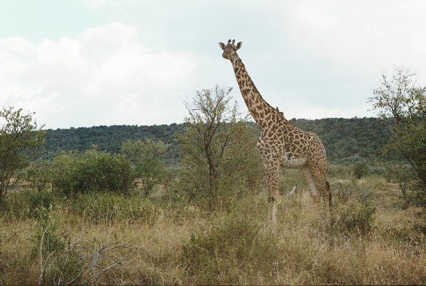 In rezervatia "Masai Mara", Kenya