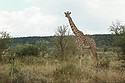In rezervatia "Masai Mara", Kenya